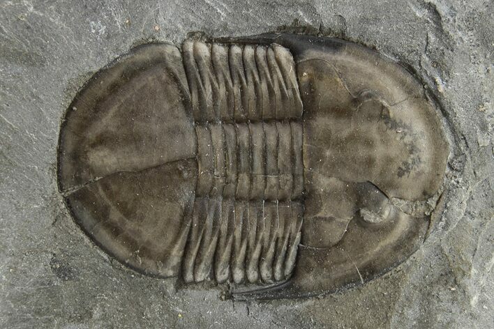 Isoteloides Flexus Trilobite - Fillmore Formation, Utah #226172